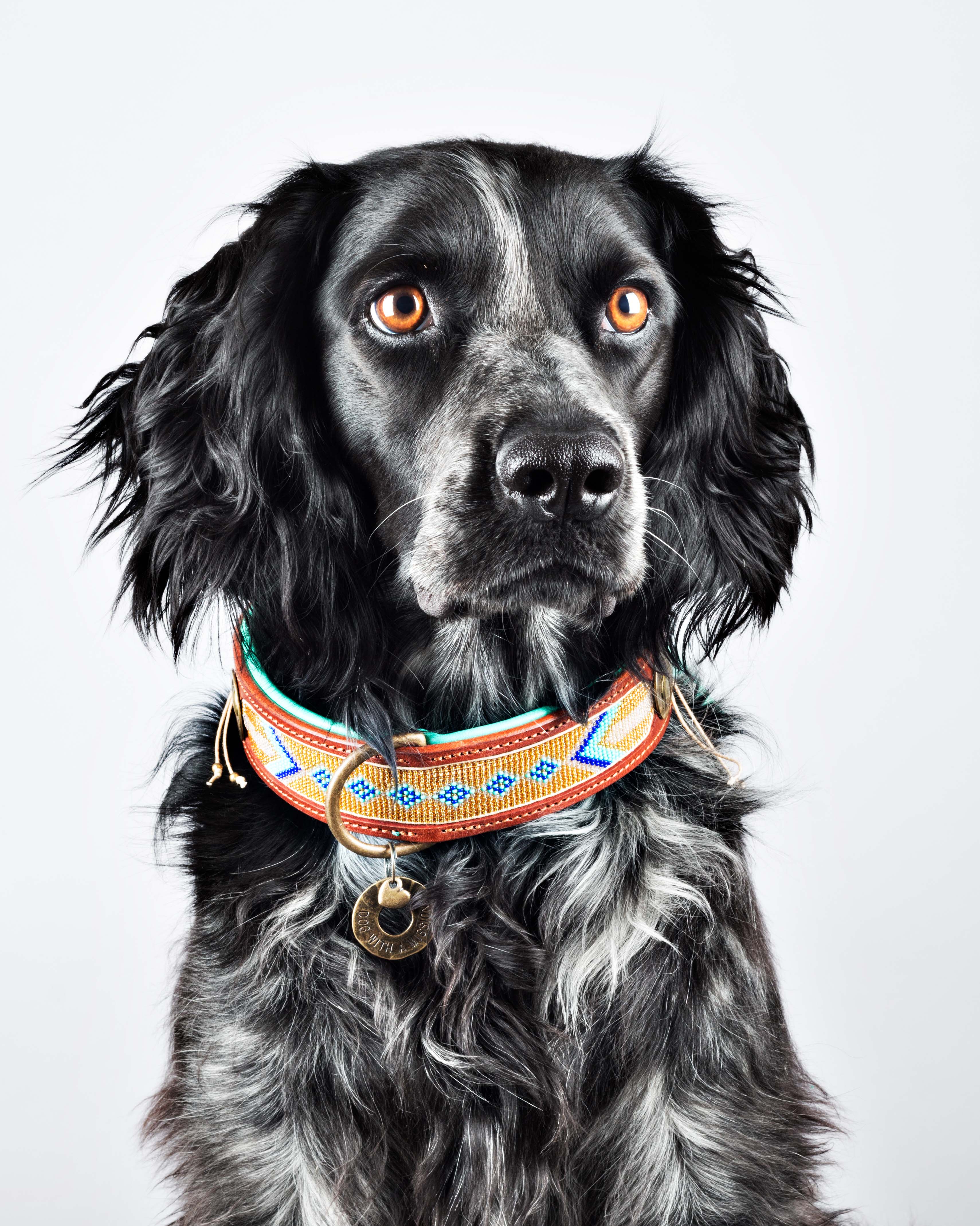 Dog Collars
