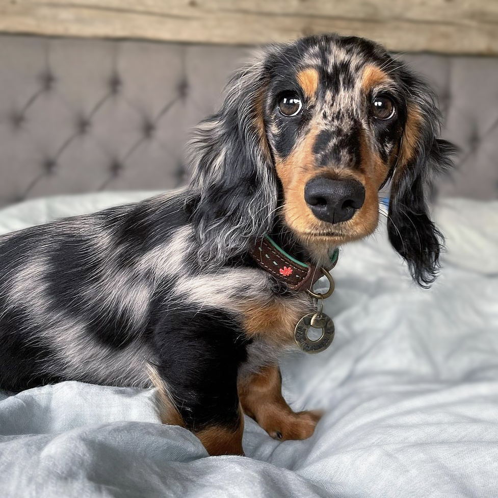 Dapple-colored dachshund with a collar and tags on a bed