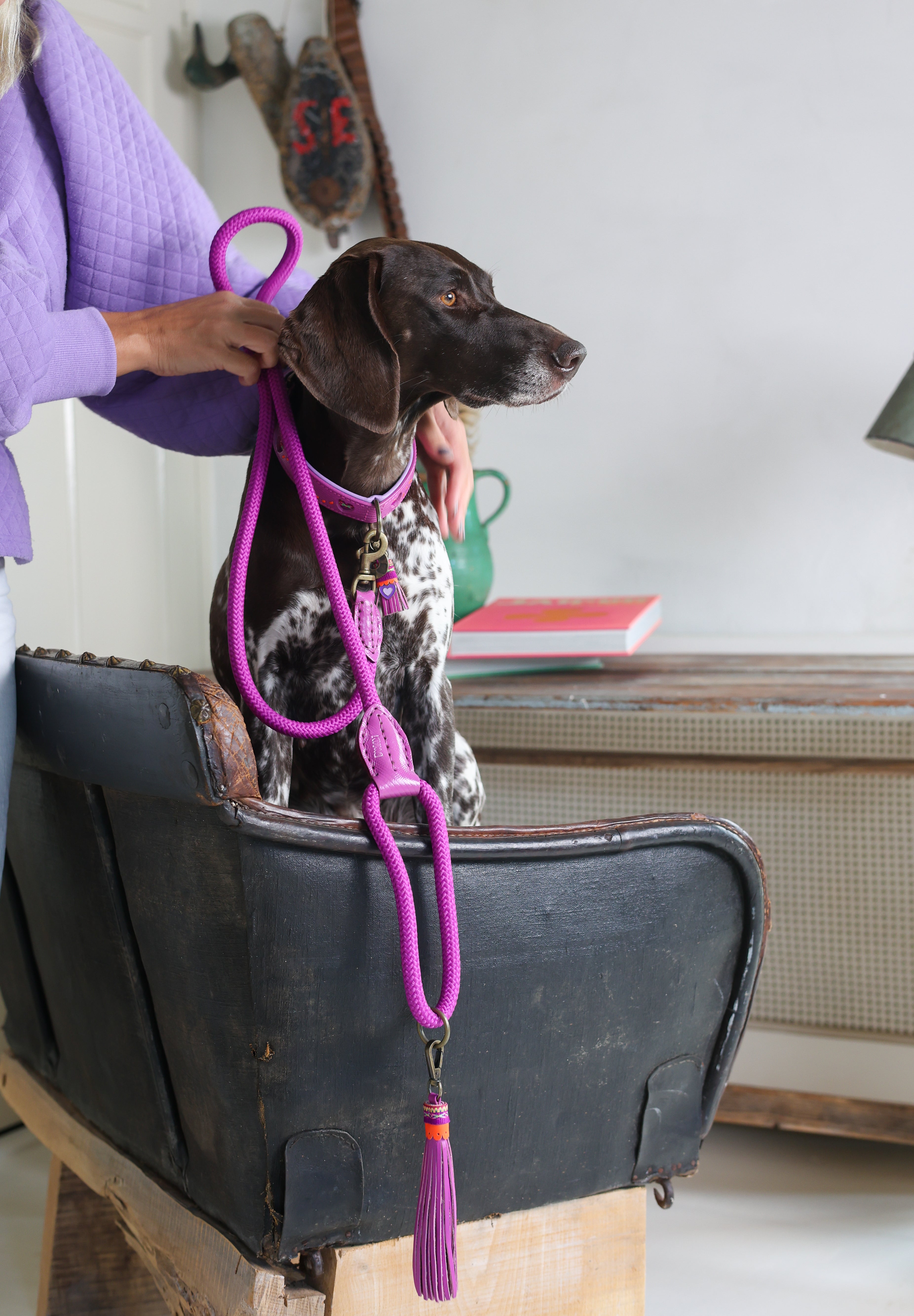 Dog on a leash inside a home setting with a person holding the leash.