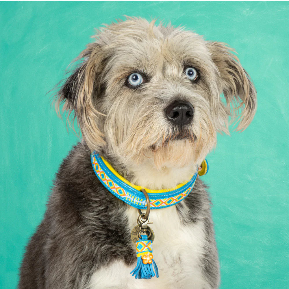 Aloha Collar