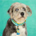 Aloha Collar