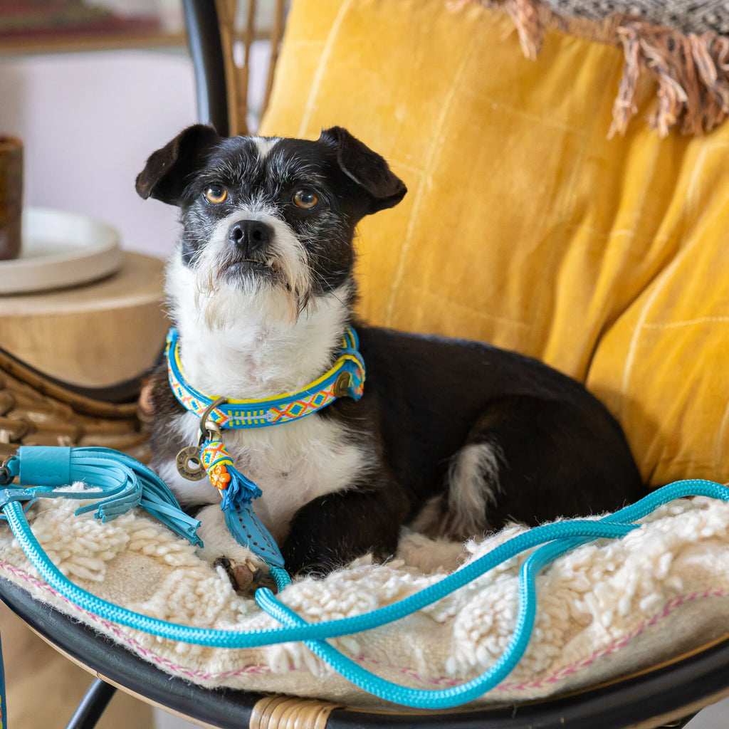 Classic Pacific Dog Leash