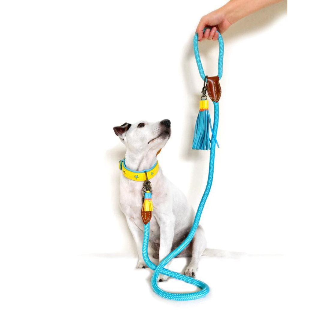 Dog wearing a yellow collar and harness with a blue leash held by a hand on a white background