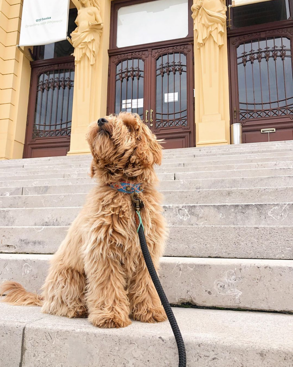 Dog sitting on stone steps in front of a building with decorative doors.