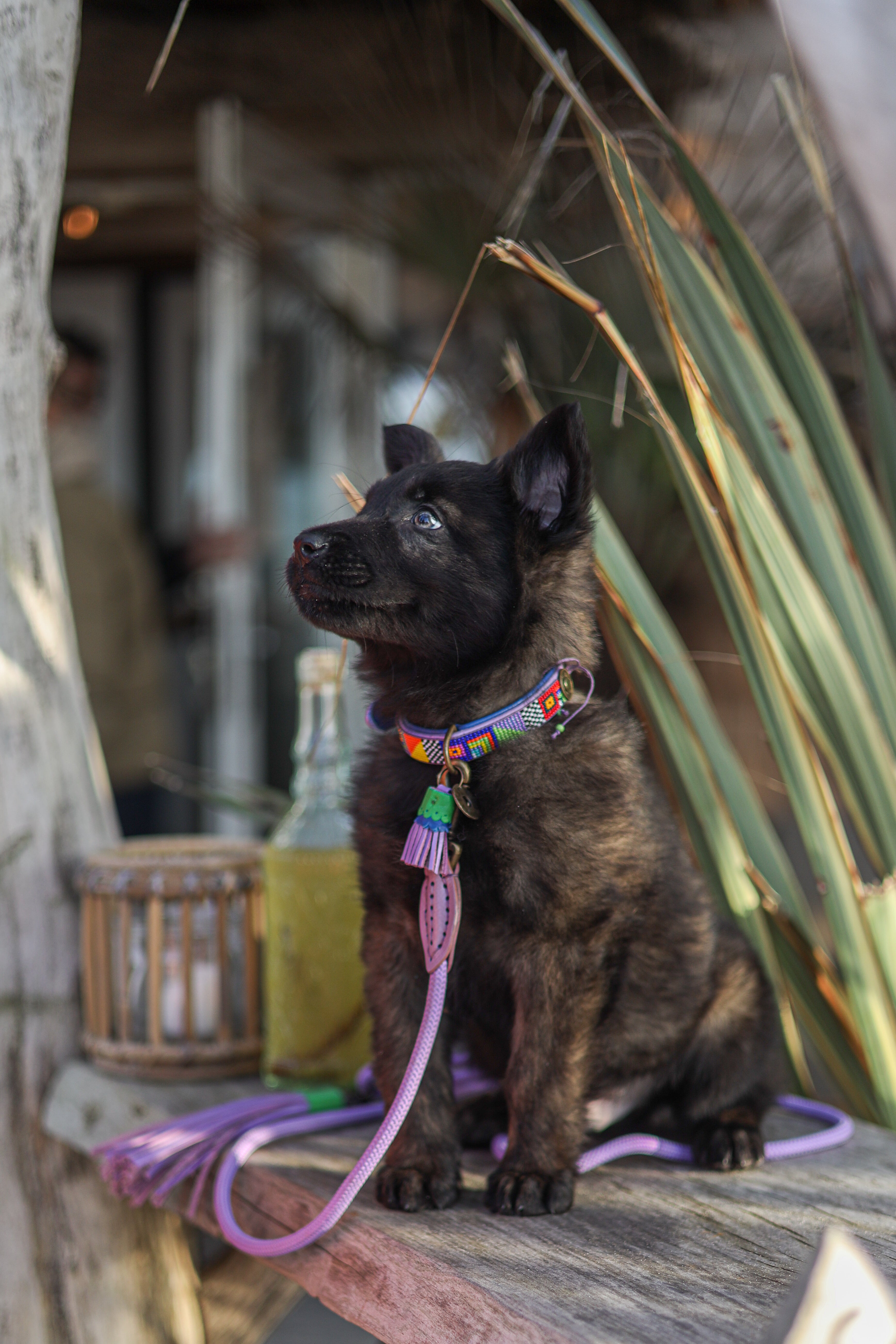 Brindle puppy with a colorful collar sitting on a wooden surface with plants in the background