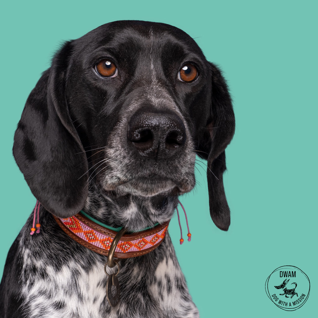 Dog wearing the Sweet Mae Collar