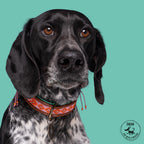 Dog wearing the Sweet Mae Collar