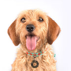 Dog wearing paddy lee collar sticking tongue out
