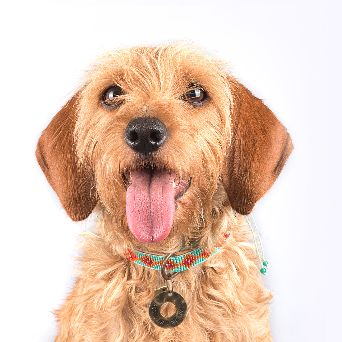 Dog wearing paddy lee collar sticking tongue out