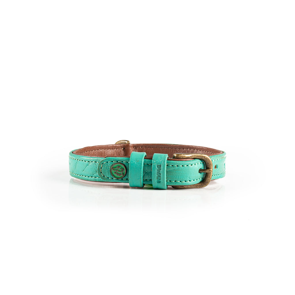 Turquoise dog collar with a gold buckle on a white background