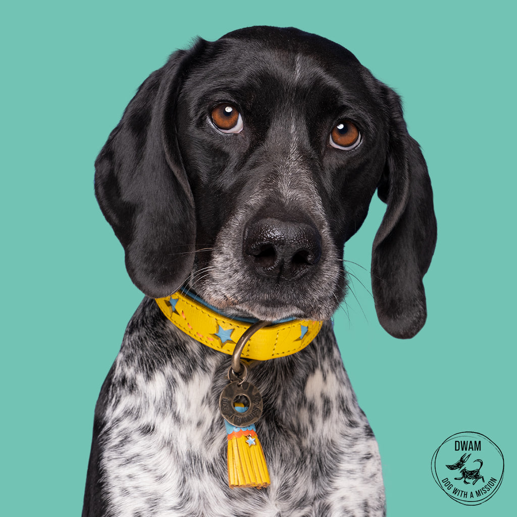 Dog with a yellow collar on a teal background