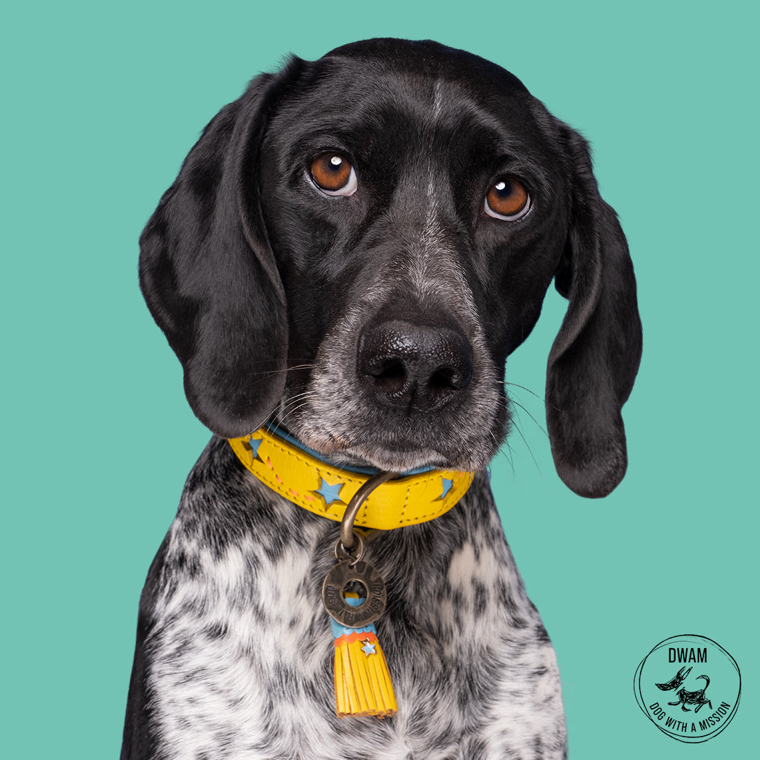 Dog with a yellow collar on a teal background