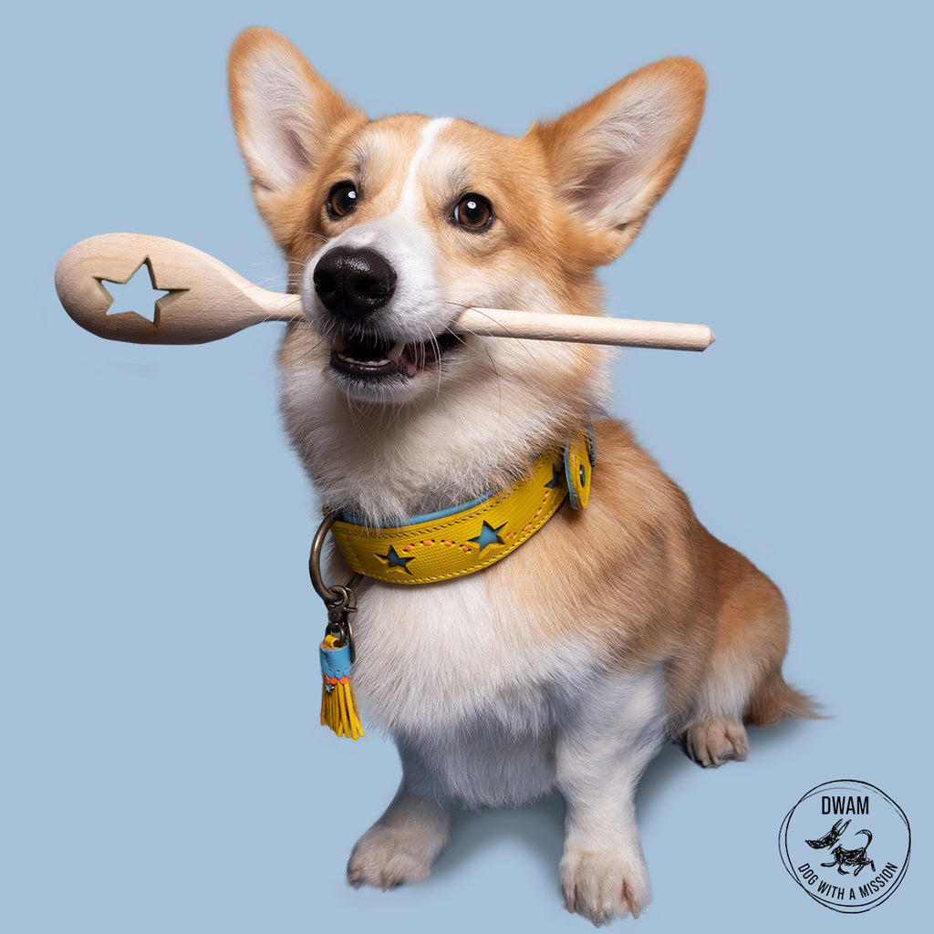 Dog with a wooden spoon in its mouth on a blue background wearing the Urban Blue Star collar