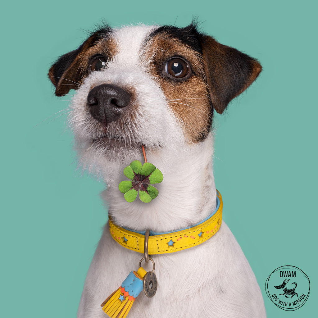 Dog wearing a Urban Bluestar collar with a green flower-shaped tag on a teal background