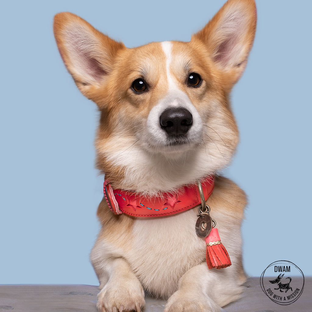 Corgi wearing a Urban Pink Star Collar