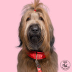 Dog with an Urban Pink Star Collar on