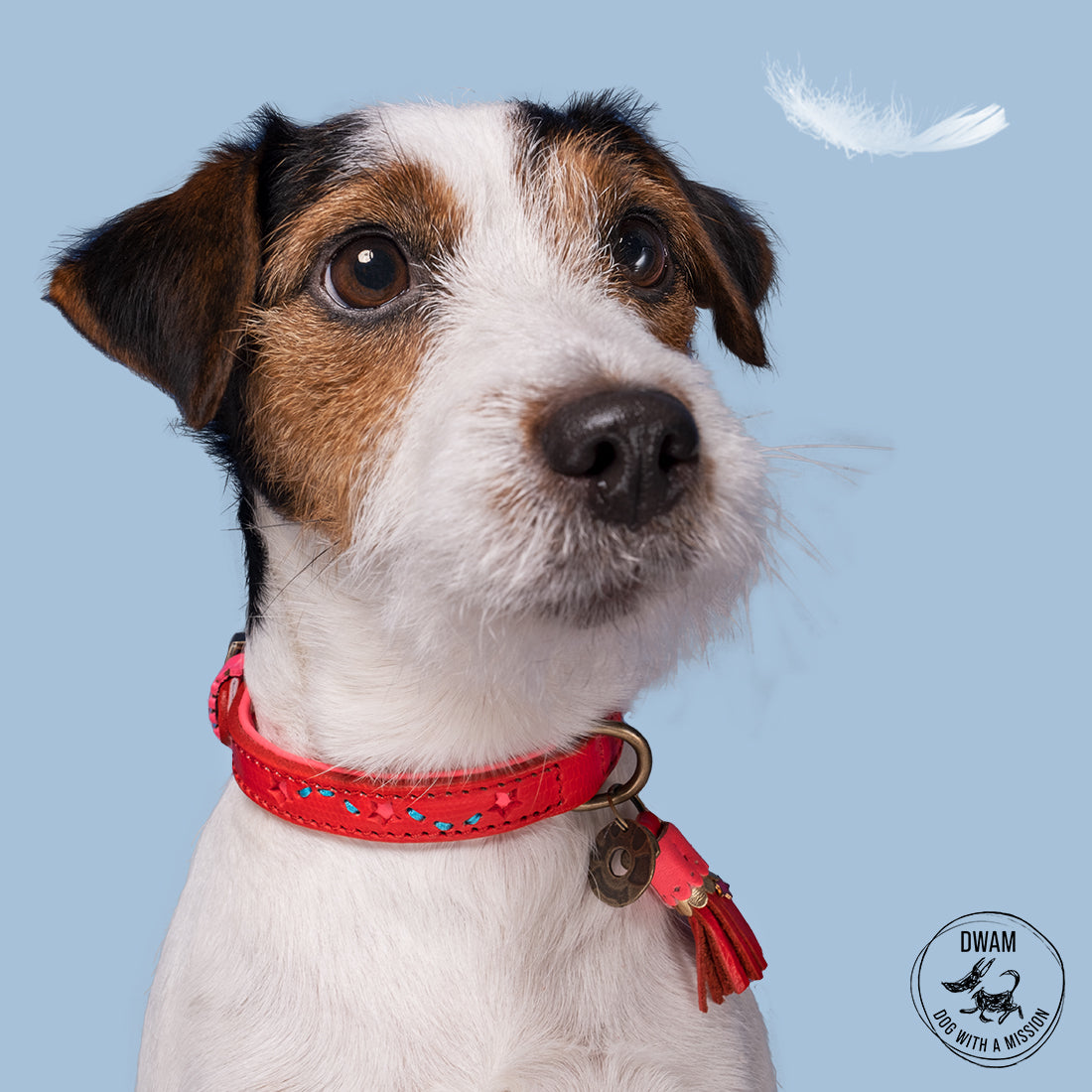 Dog with a Urban Pink Star Collar on
