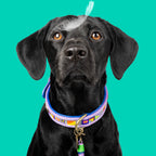 Black dog wearing a colorful collar on a teal background