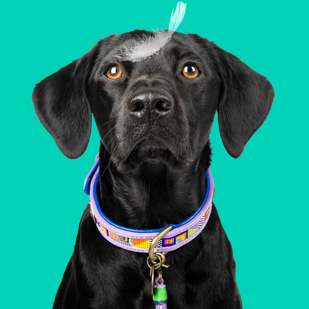 Black dog wearing a colorful collar on a teal background
