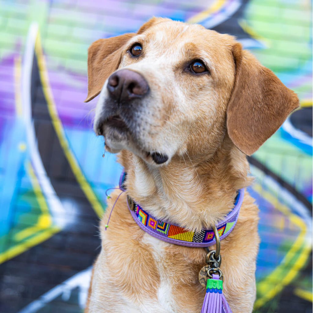 Dog wearing a colorful collar with a vibrant graffiti-style background