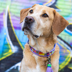 Dog wearing a colorful collar with a vibrant graffiti-style background