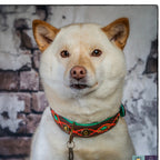 Dog wearing a colorful collar with a patterned background