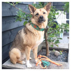 Dog sitting on a wooden deck with a green and orange toy nearby