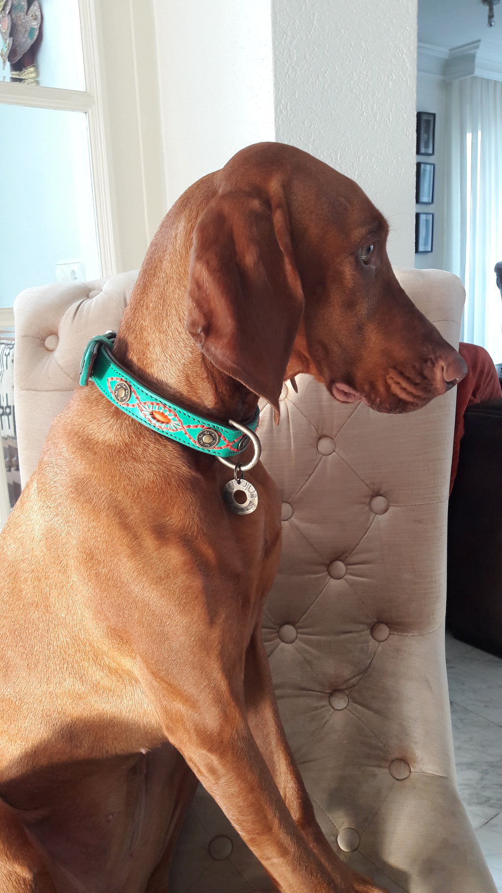 Brown dog with a green collar sitting on a beige couch.