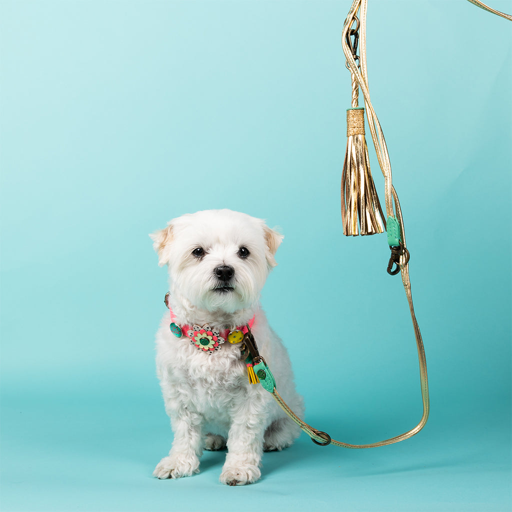 Small white dog with a colorful collar and leash on a turquoise background