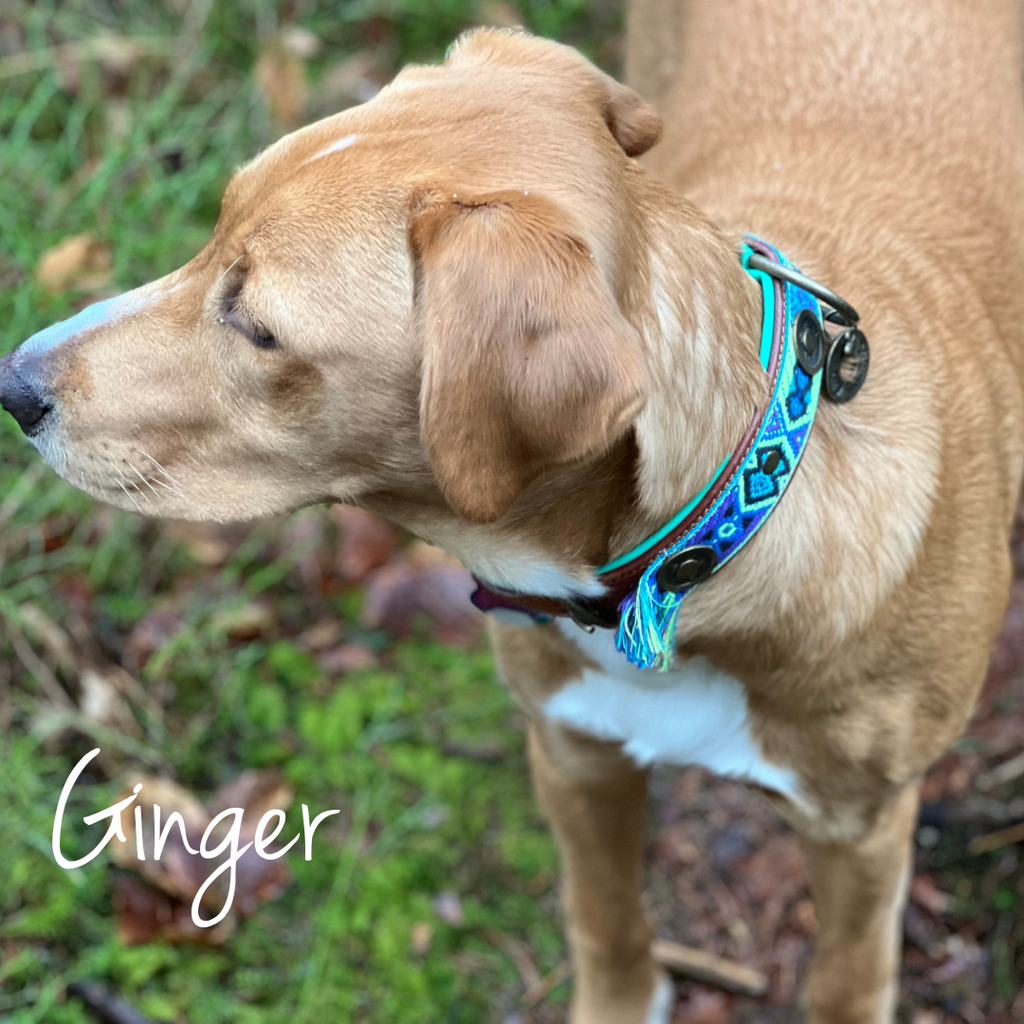 Dog wearing a blue collar with 'Ginger' written on it, standing outdoors.