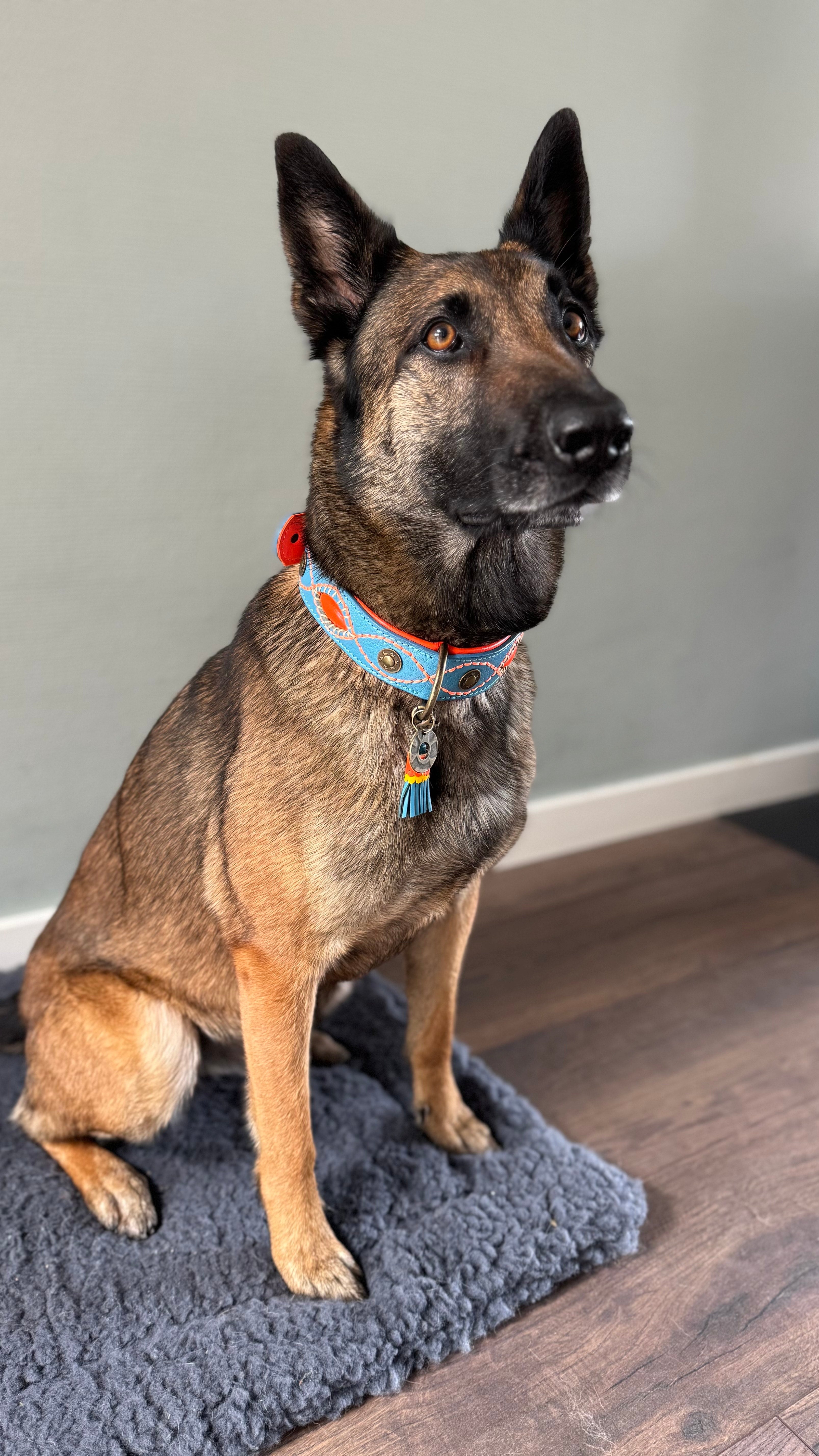 Dog sitting on a rug with a neutral background
