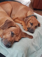 Brown dog wearing the Indie Moon collar