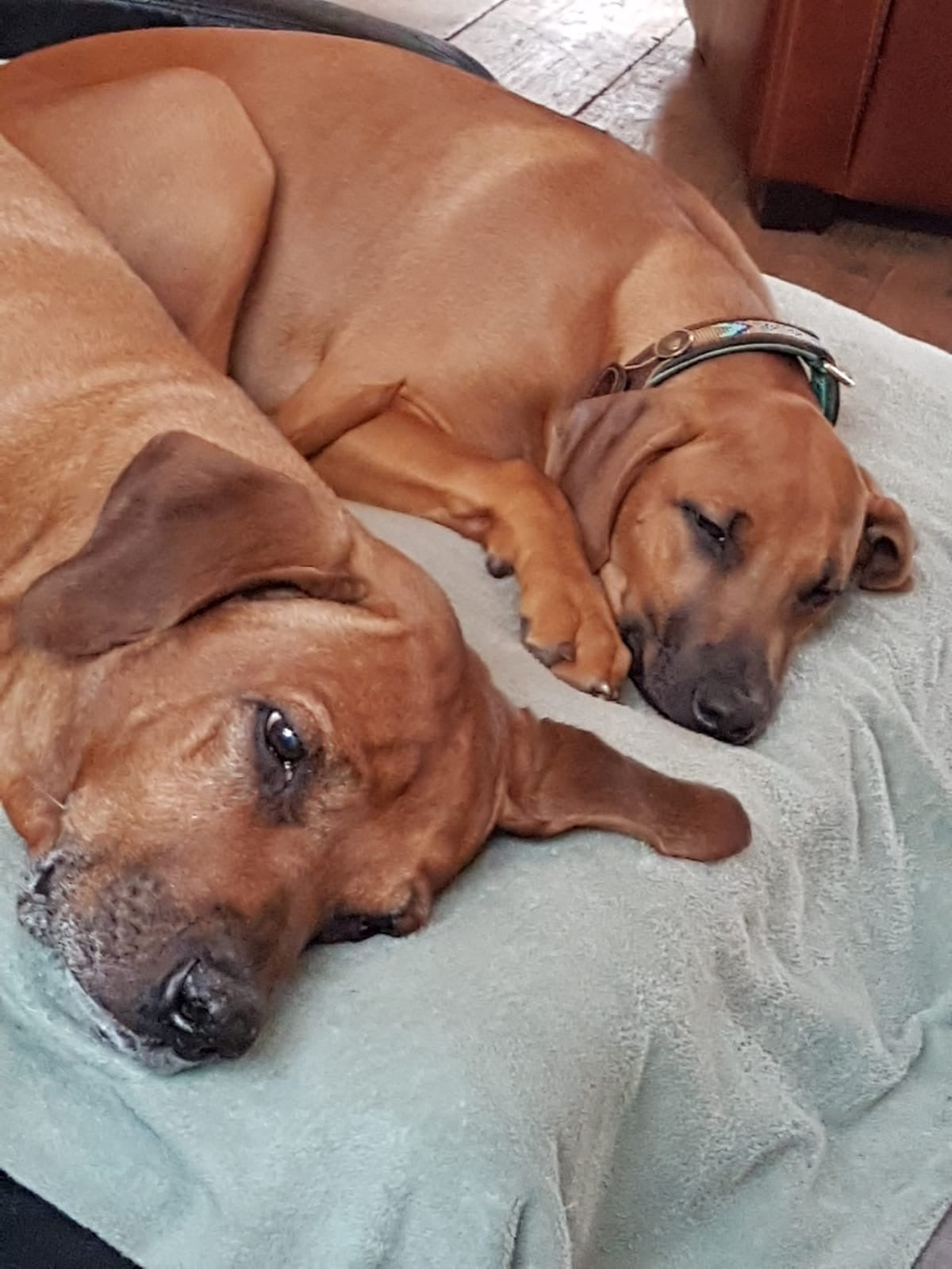 Brown dog wearing the Indie Moon collar