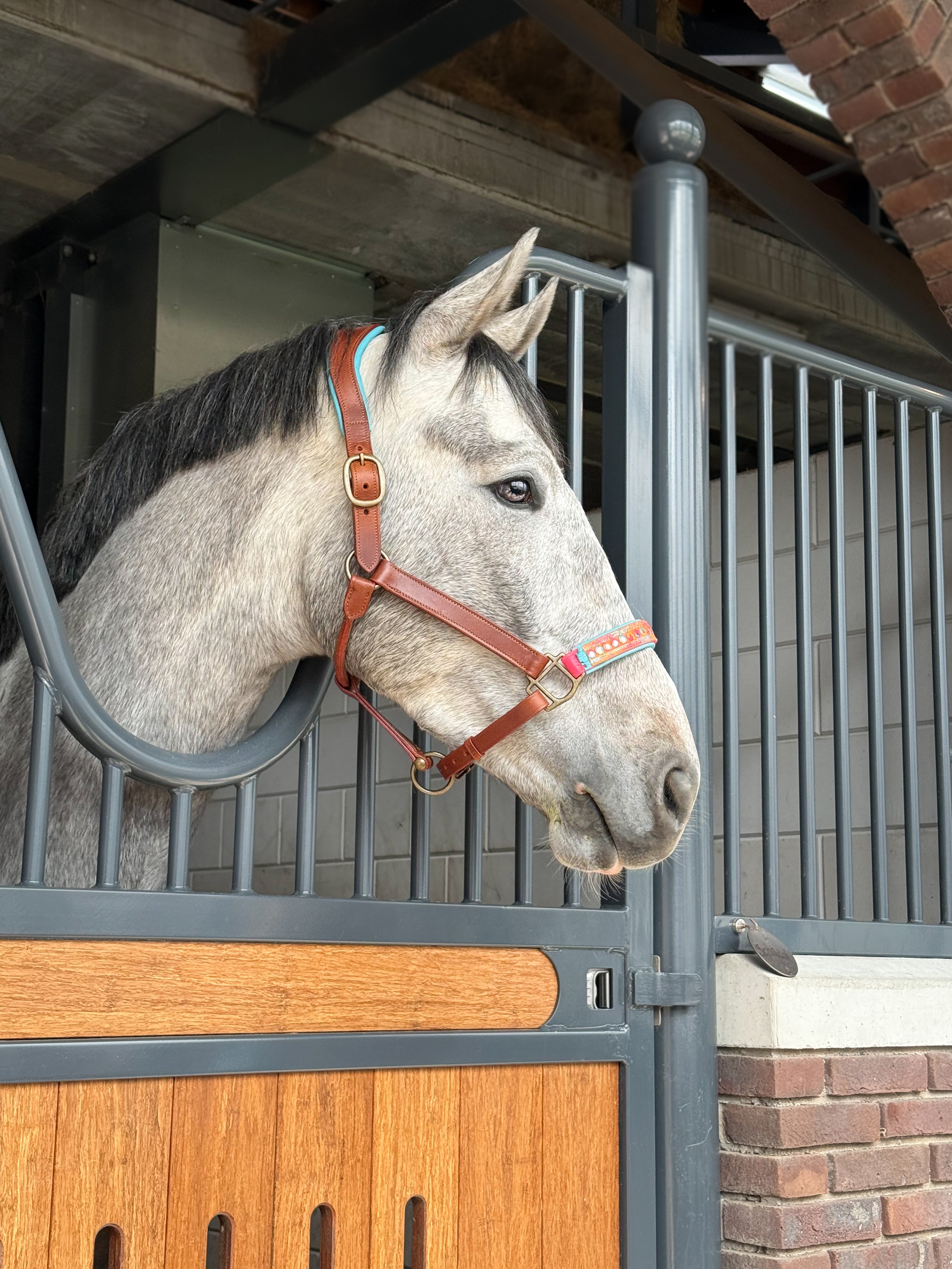 Indian Summer Horse Halter