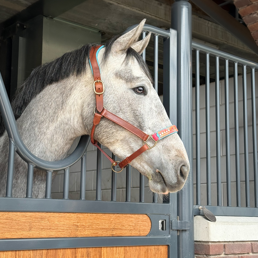 Indian Summer Horse Halter