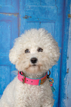 White dog with a pink collar in front of a blue door