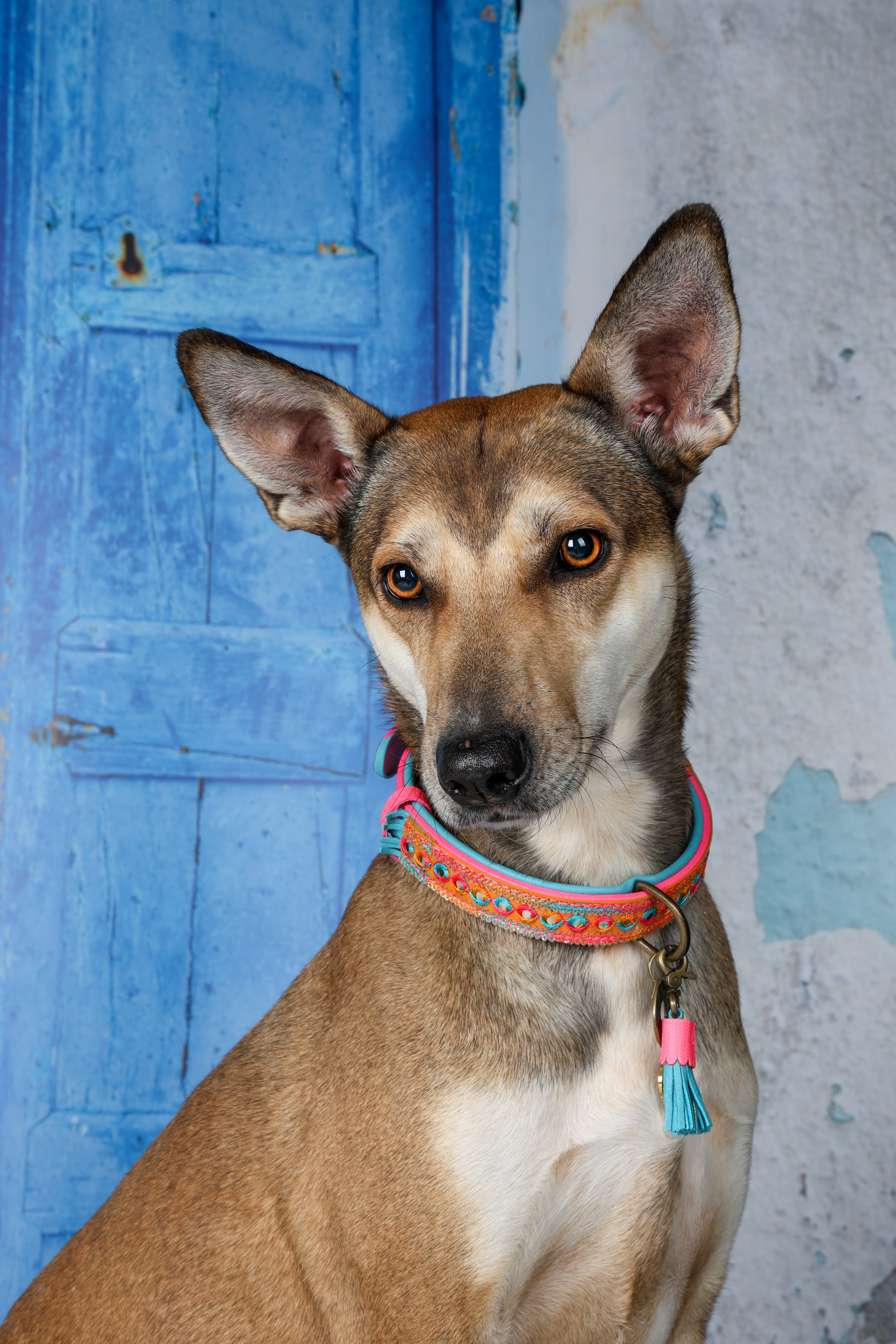 Dog with a colorful collar standing in front of a blue door.
