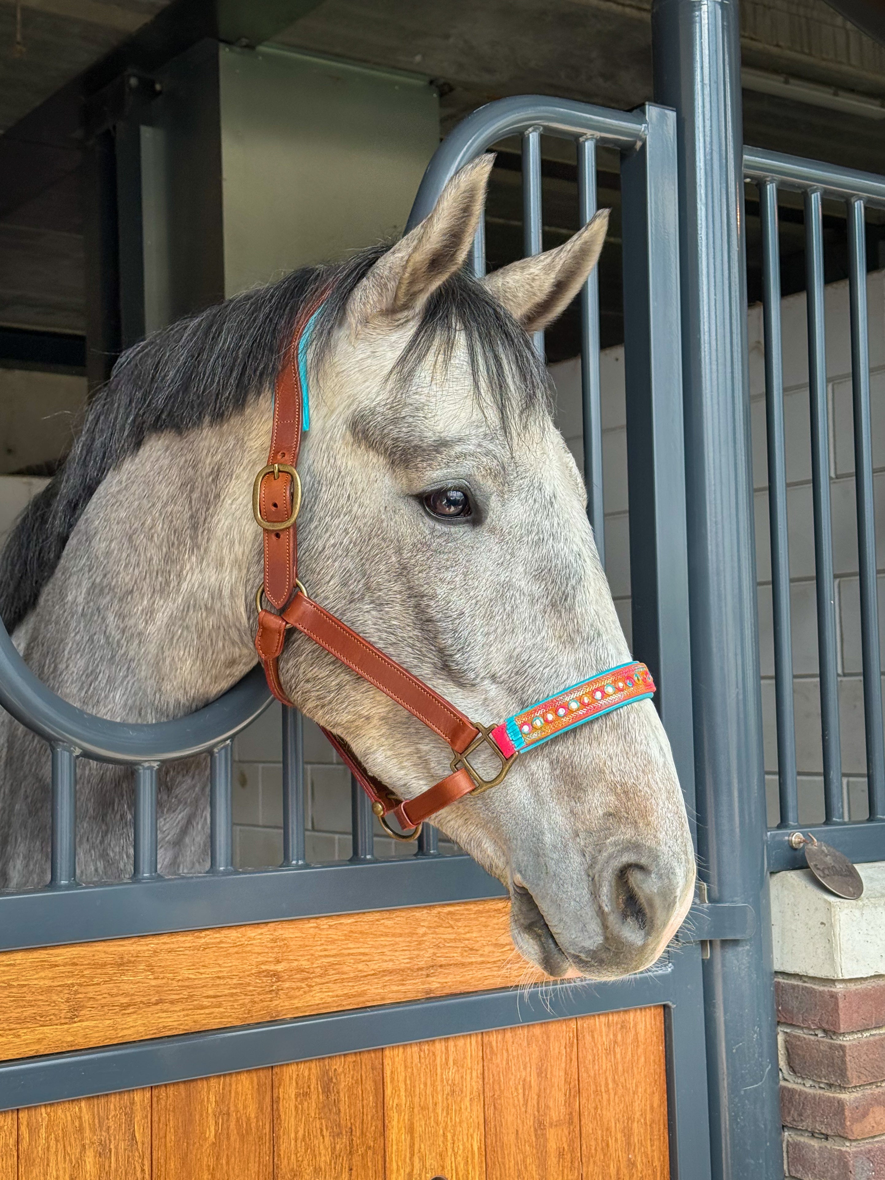 Indian Summer Horse Halter