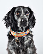 Dog wearing the Indie Moon Collar