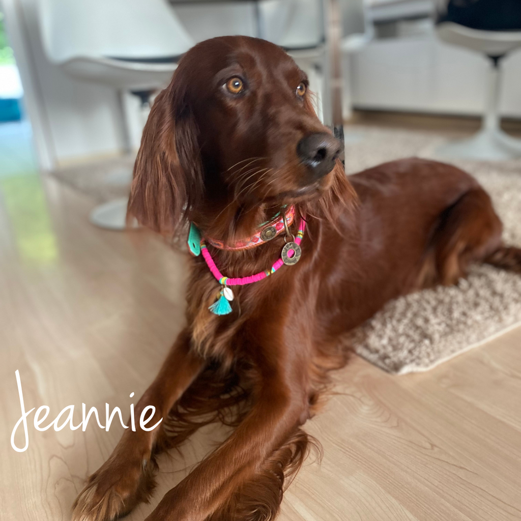 Brown dog with a colorful collar named 'Jeannie' sitting on a wooden floor.