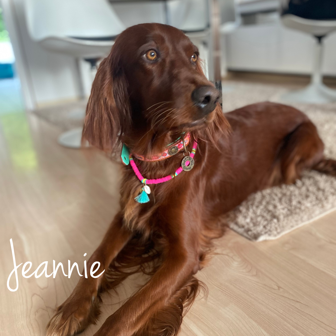 Brown dog with a colorful collar named 'Jeannie' sitting on a wooden floor.
