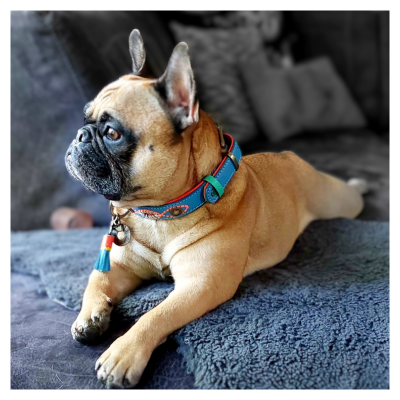 Small dog with a colorful collar lying on a blue blanket