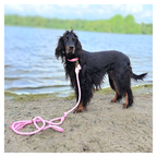Dog on a leash by a body of water with greenery in the background