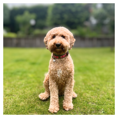 Brown dog sitting on a grassy field with a blurred background