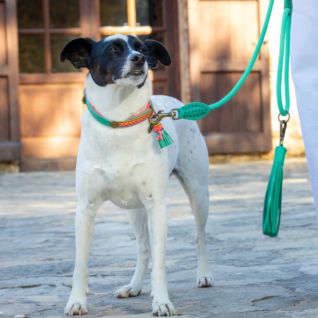 Lagoon Classic Leash