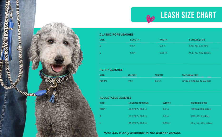 Dog with a leash next to a leash size chart on a teal background