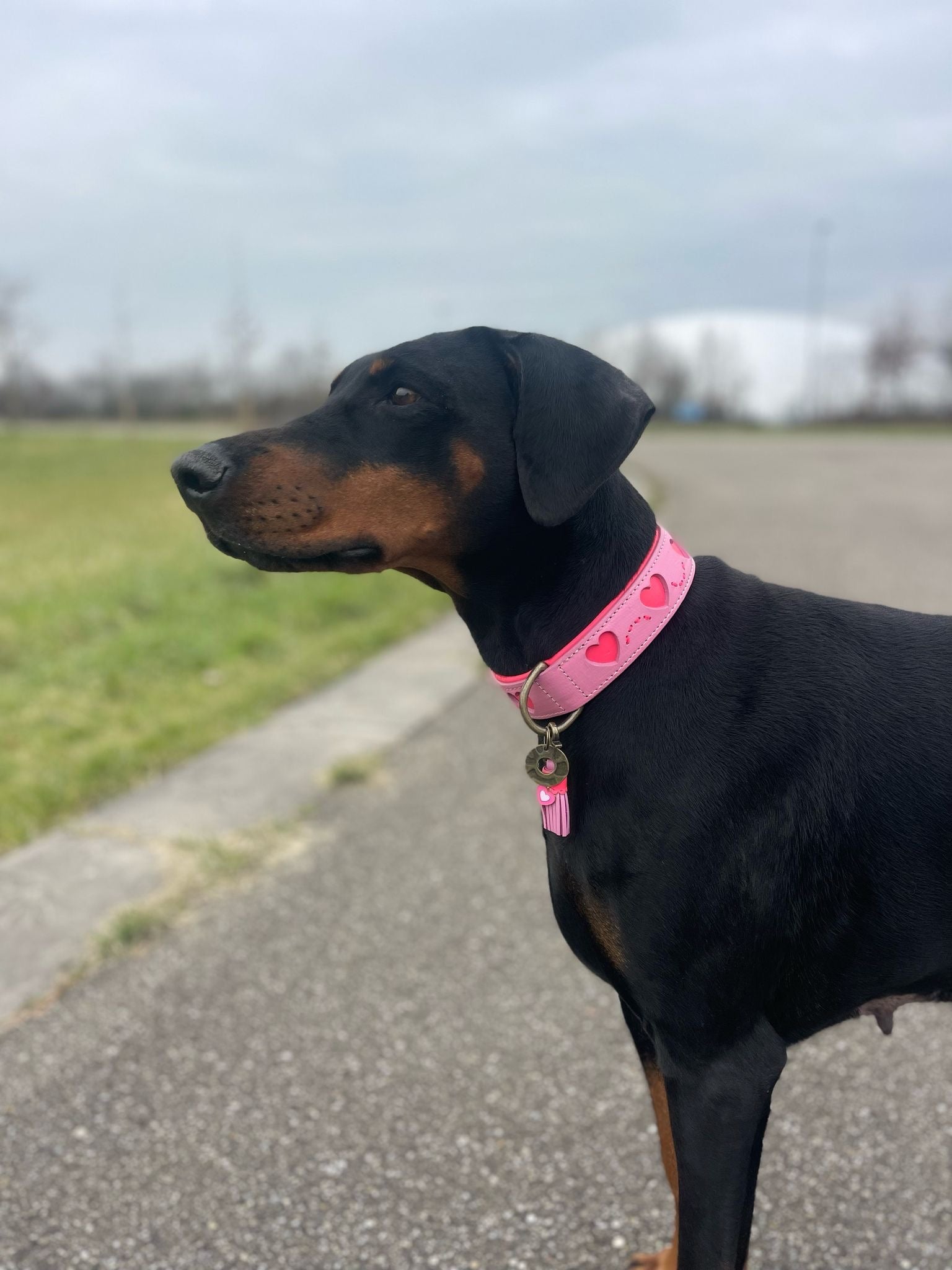 Dog wearing a pink collar with heart patterns on a road
