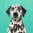 Dalmatian dog with a green collar against a teal background