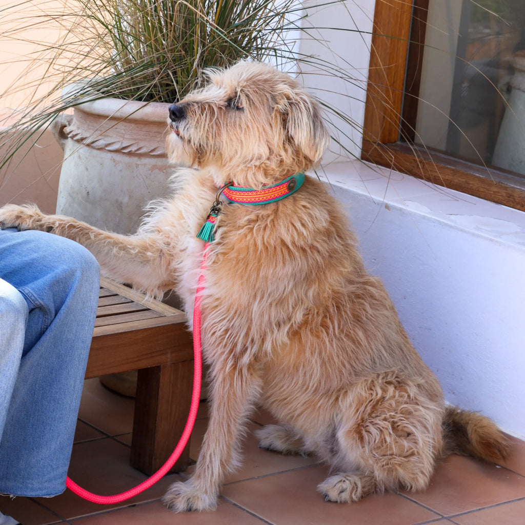 Maui Dog Collar