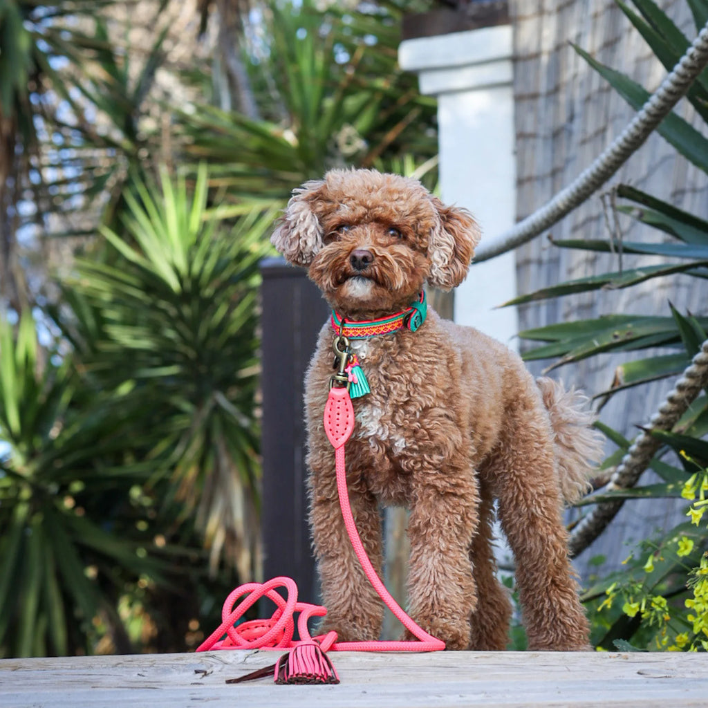 Maui Dog Collar